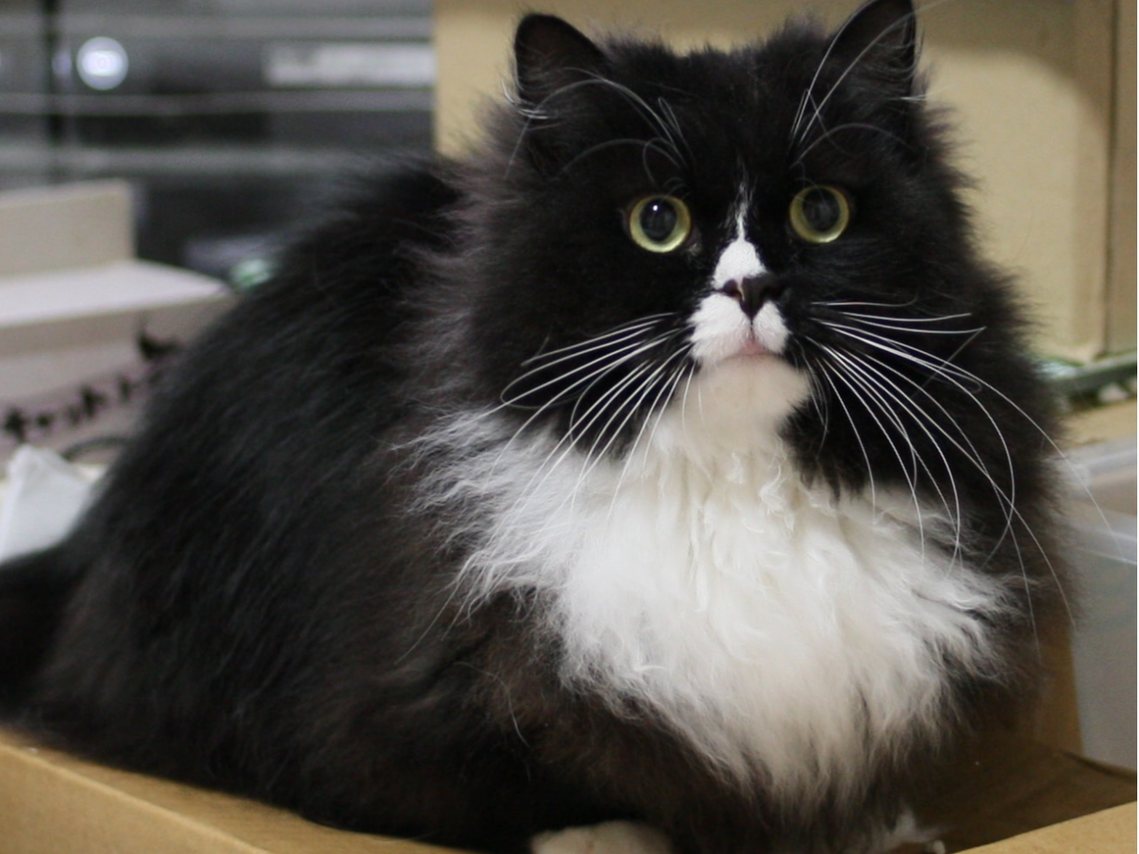 東北じゃらん 猫 ティッシュケース ネコ 吊り下げ型 車内用 完売 ネコ