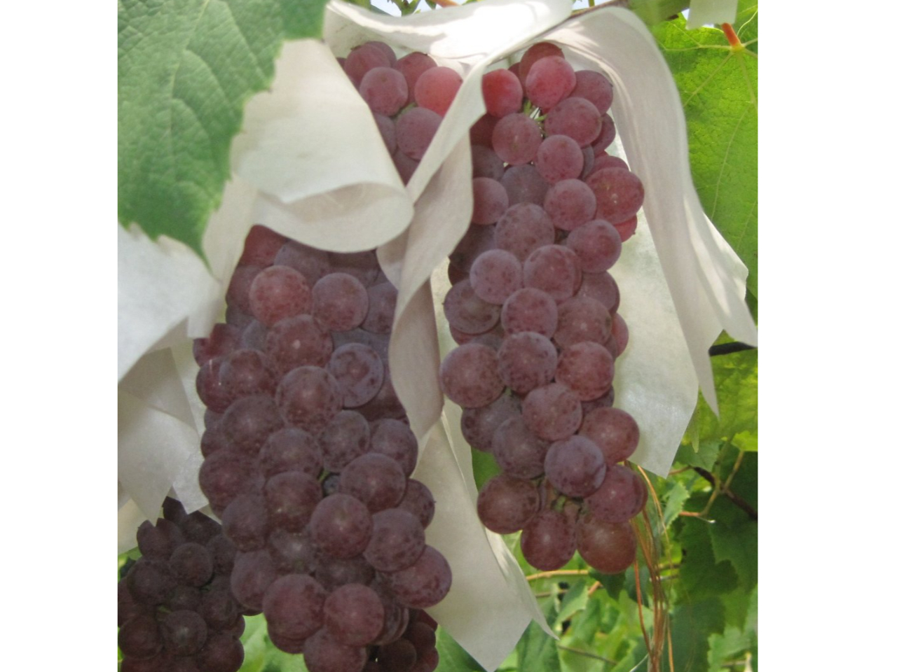 �Â����Q�I�I�햳���f���E�G�A���v�������������オ�肢�������܂��B