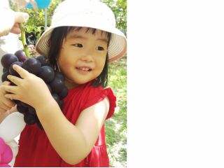 お子さんの顔より大きいぶどう藤稔(ふじみのり)。9月上旬頃ならぶどう狩りで食べられます!!(時期は天候によってずれる場合があります)