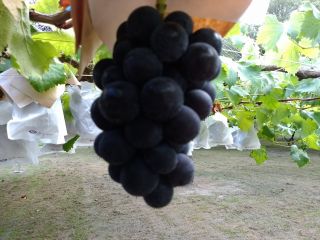 大粒の種なし巨峰。8月中旬~9月上旬頃までは、種なし巨峰がぶどう狩りできます。