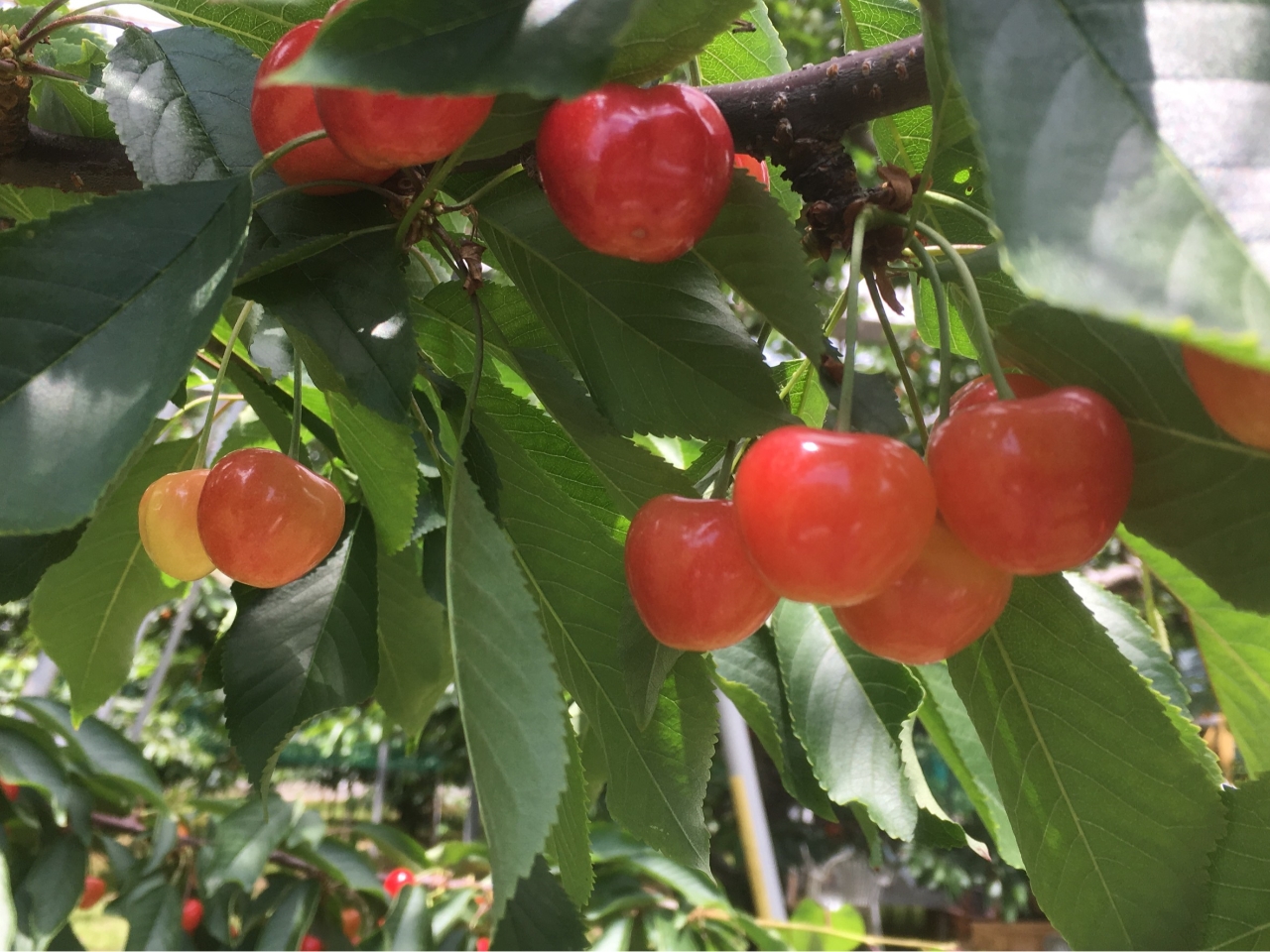 ��܂������̎ʐ^4