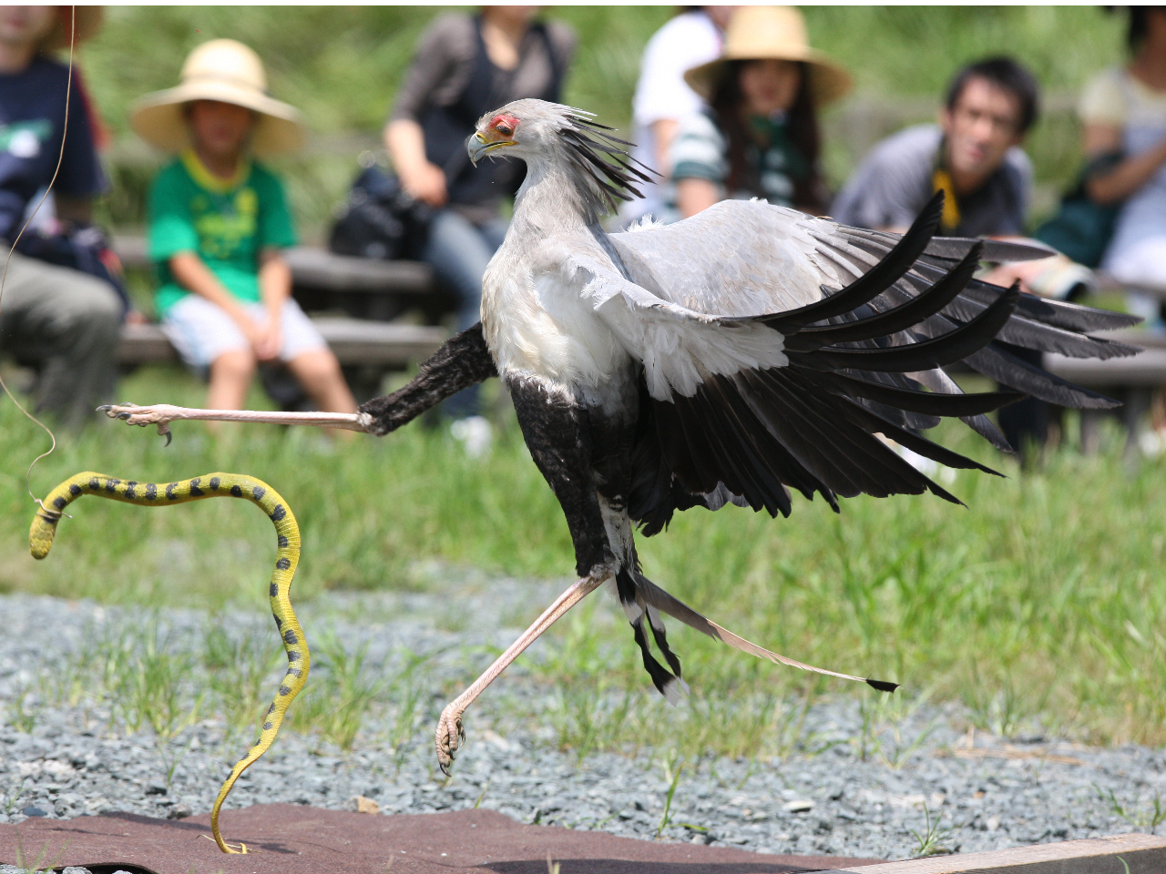 ヴァイス　問題児飛鳥　sp ヴァイス 爆炎の支配者シズ spクラシック