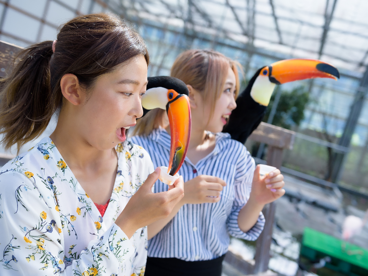 100種600羽の世界の鳥たちと出会えます。(写真はオニオオハシ)