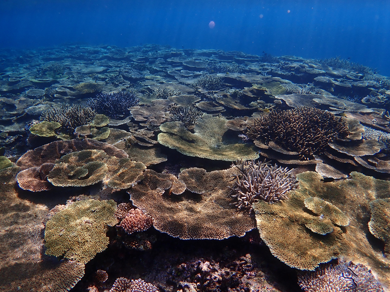 ���l���ɂ�����V���m�[�P�����O�^�C���I�����T���ɏo���ł��B