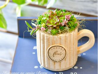 多肉の寄せ植えアレンジ体験 女性 ファミリー カップル お友達同士におすすめ 花苗のお店 Berry じゃらん遊び体験 多肉の寄せ植えアレンジ体験 女性 ファミリー カップル お友達同士におすすめ 花苗のお店 Berry じゃらん遊び体験