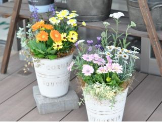 季節の花の寄せ植え体験 女性 ファミリー カップル お友達同士おすすめ 花苗のお店 Berry じゃらん遊び体験 季節の花の寄せ植え体験 女性 ファミリー カップル お友達同士おすすめ 花苗のお店 Berry じゃらん遊び体験