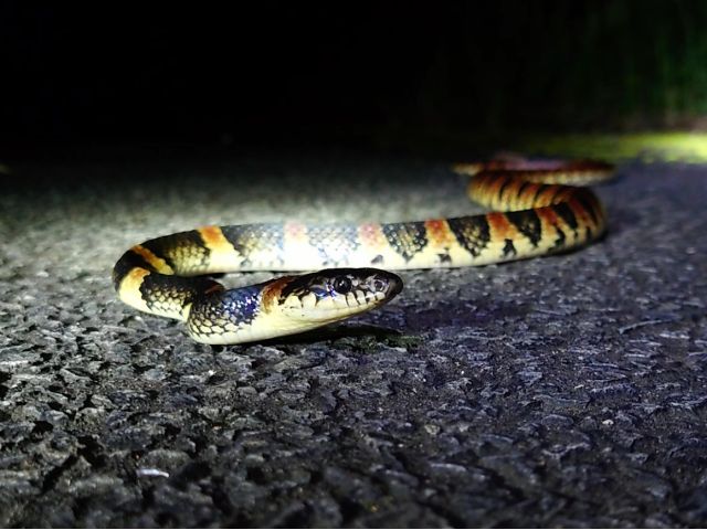 奄美の夜は 世界自然遺産の原生林ナイトツアー 野生生物を探しに行こう 奄美シーランド じゃらん遊び体験 奄美の夜は 世界自然遺産の原生林ナイトツアー 野生生物を探しに行こう 奄美シーランド じゃらん遊び体験