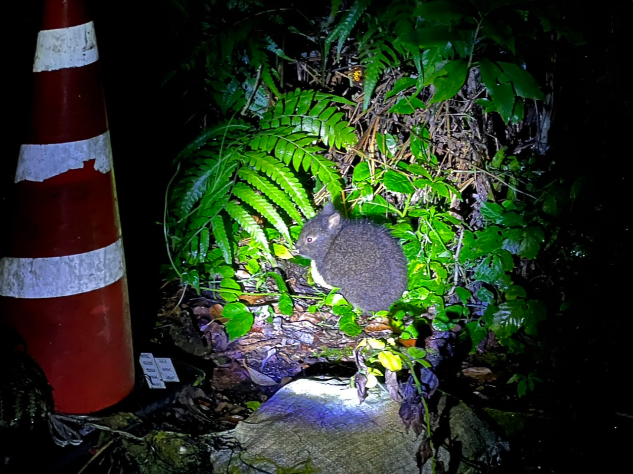 世界遺産、奄美大島の山に棲む生き物たちに会いに行こう!
生き物たちを見つけることができるかな?!
ツアーガイドつき、専用車からの眺めなので虫やヘビが苦手でも安心!
宝探しのような体験をしてみませんか?