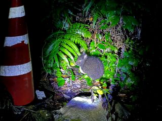 奄美大島の天然記念物☆