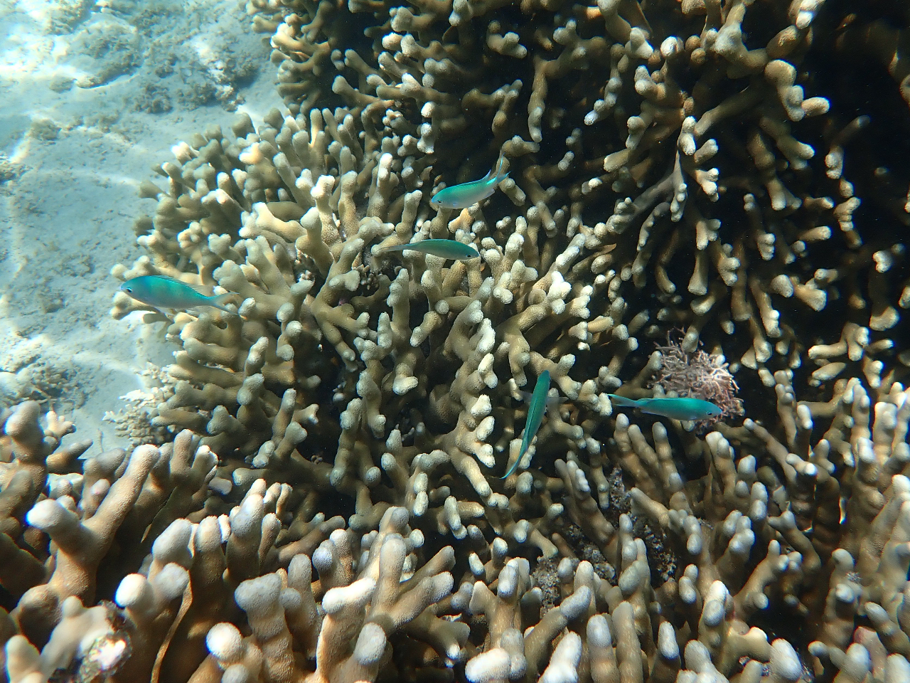 キレイな熱帯魚☆