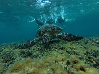 高確率で海亀に遭遇出来るシュノーケリング体験!!