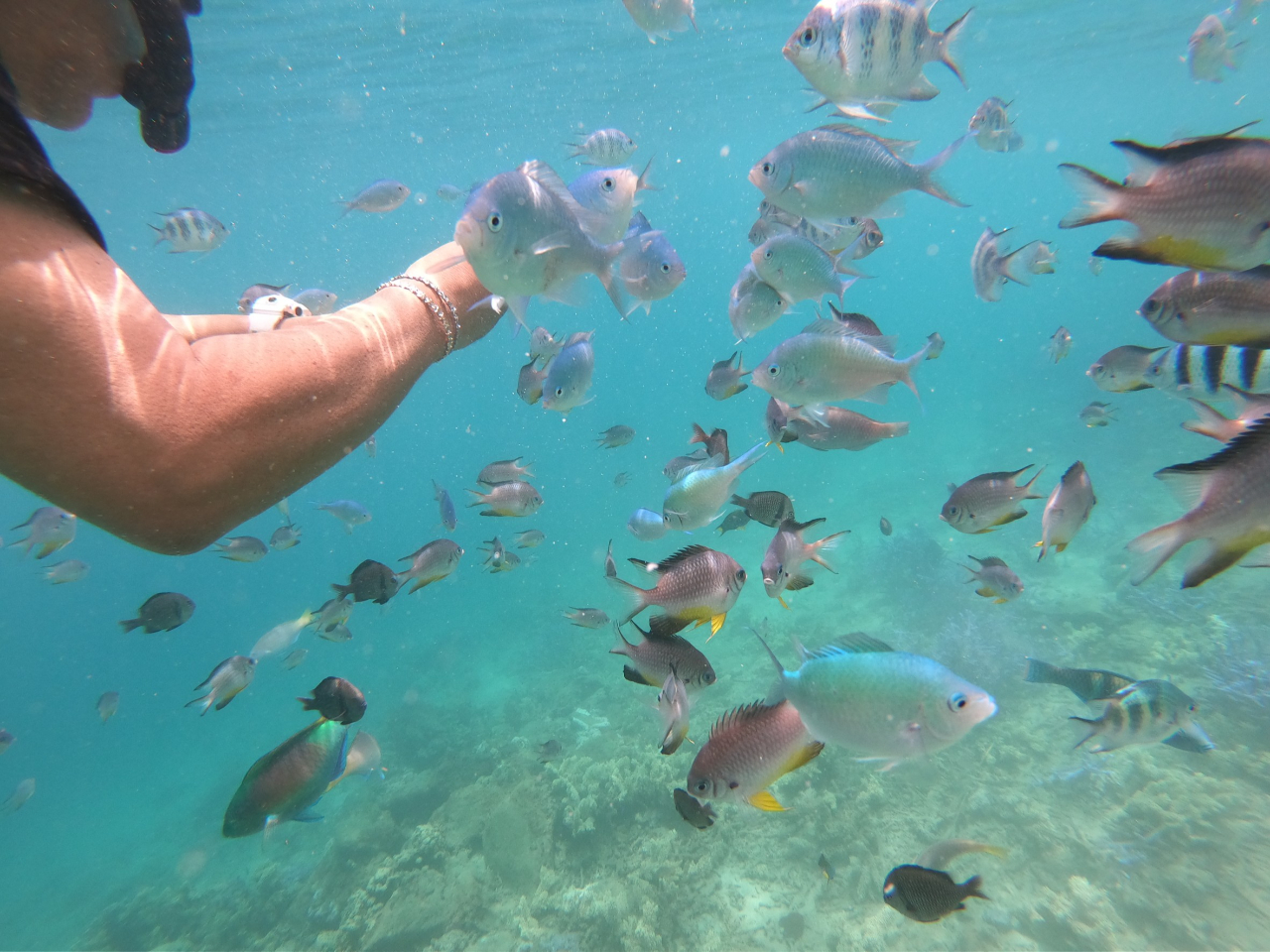 ※掲載写真のシュノーケルは、基本プランに含まれておらずオプションになります。