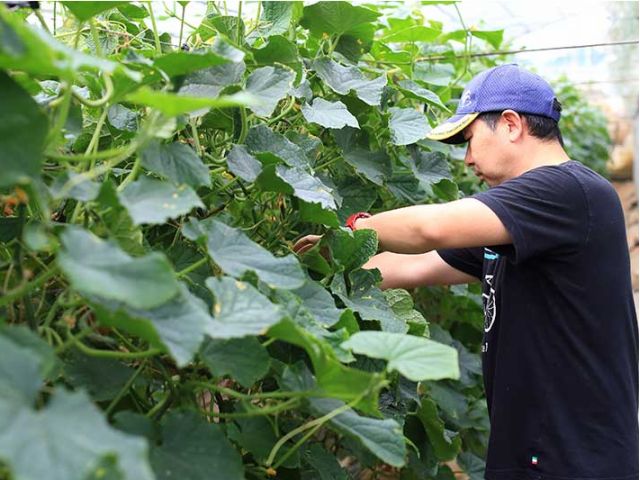 枝豆収穫体験 8月中旬 9月中旬 福島市でこだわりの野菜を作っております 飯坂温泉から車で約分 お子様 ファミリーにおすすめ 佐藤農園 じゃらん遊び体験 枝豆収穫体験 8月中旬 9月中旬 福島市でこだわりの野菜を作っております 飯坂温泉から車で約分 お子様 ファミリーにおすすめ 佐藤農園 じゃらん遊び体験