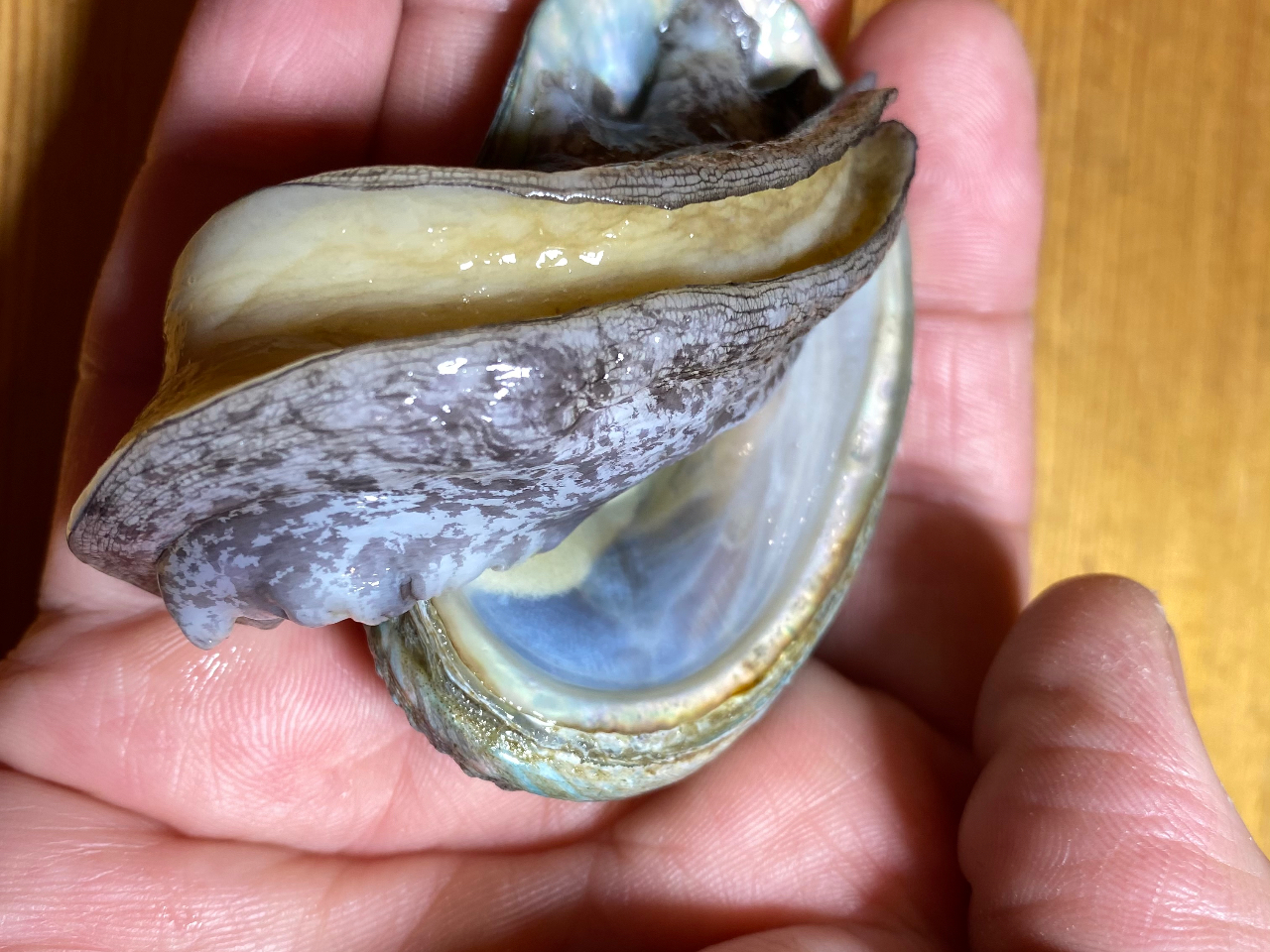 ЂƂAr̗xi܂B_炩čōɔłB