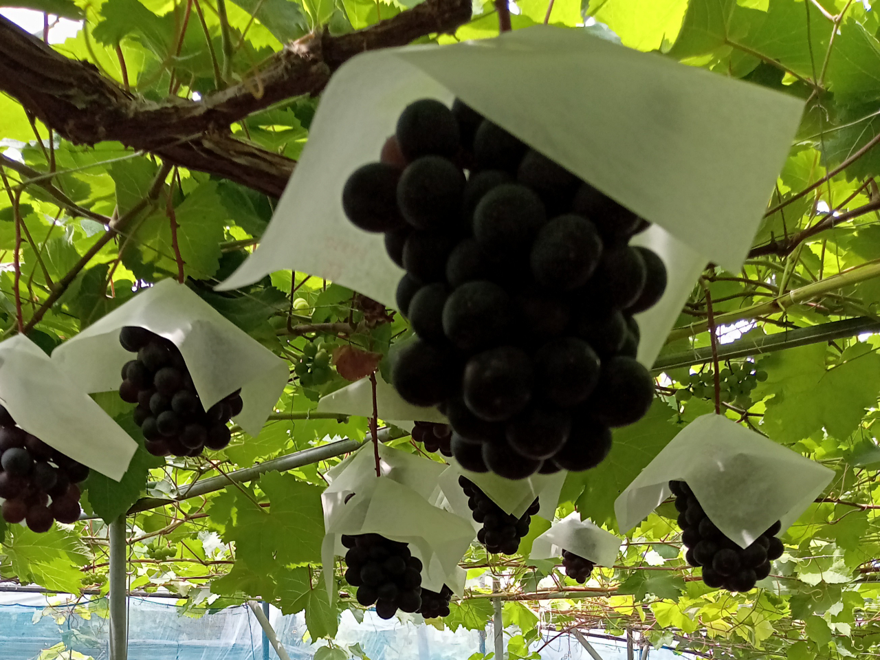 大阪 柏原 スタンダードコース ぶどう狩り食べ放題 ベリーaをお楽しみ下さい 横留農園 柏原観光ぶどう狩り横尾支部 じゃらん遊び体験