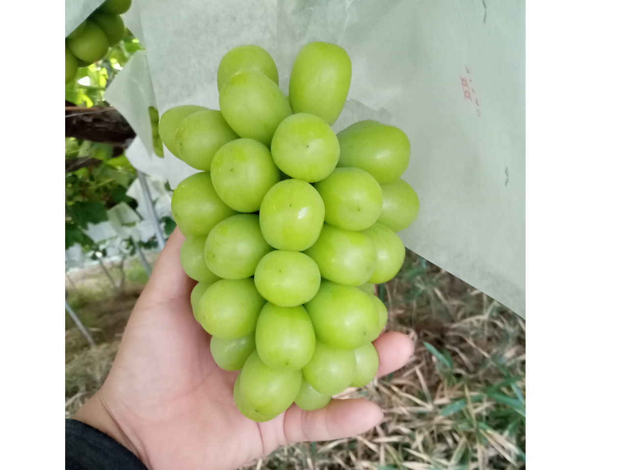 �V���C���}�X�J�b�g