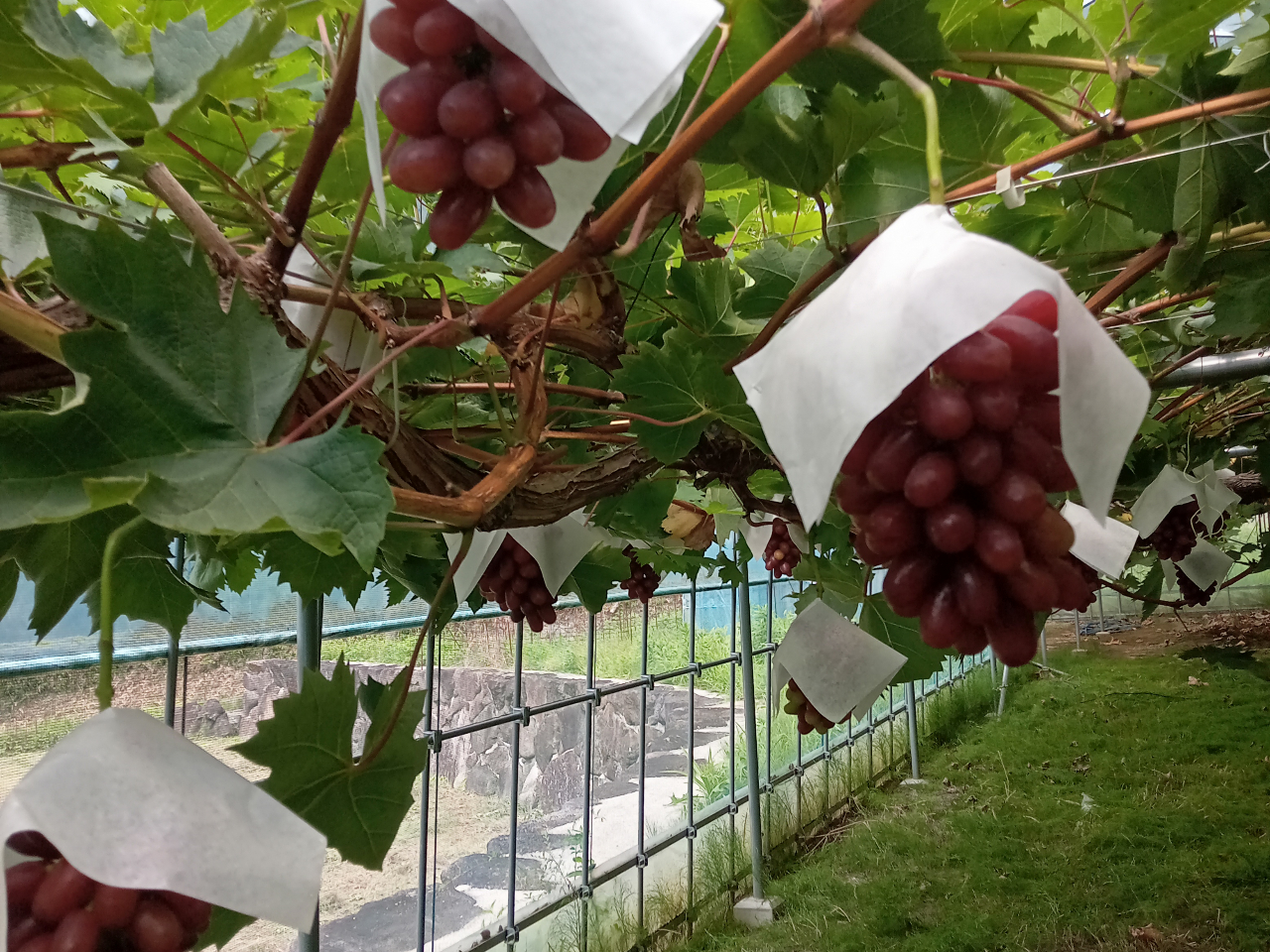 �N�C�[���Z�u��