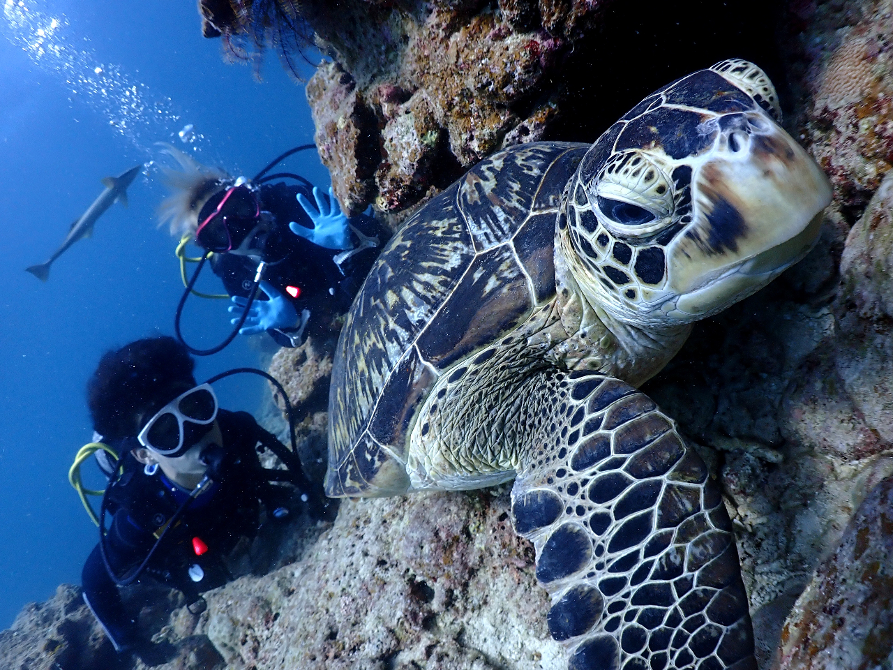 ウミガメに遭遇♪