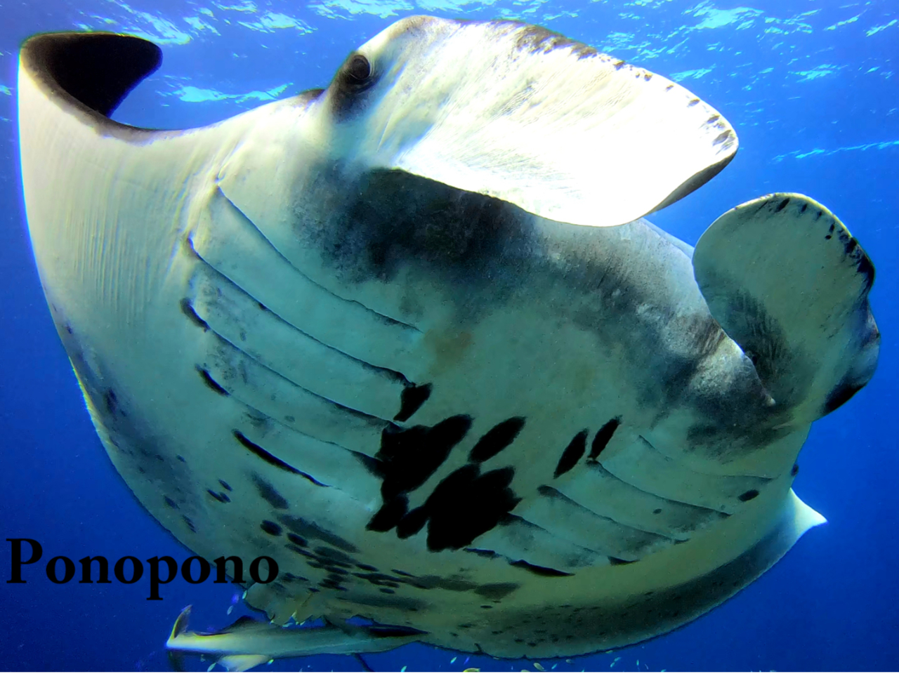 マンタに会いに