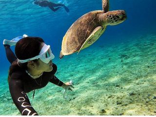 ウミガメに近寄れます。