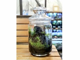 東大阪 静かで落ち着いた癒しの古民家で苔テラリウム作りをしませんか 金木犀 じゃらん遊び体験 東大阪 静かで落ち着いた癒しの古民家で苔テラリウム作りをしませんか 金木犀 じゃらん遊び体験