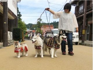 江戸時代からの町並みが続く倉吉をわんこ武将とおさんぽ!