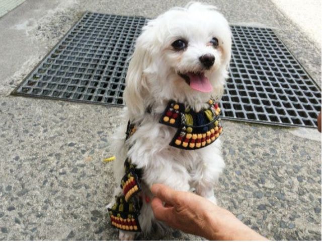 わんこ武将とおさんぽしよう 江戸時代からの町並みが続く倉吉でかっこよくて可愛いわんこ武将とおさんぽ お写真を撮ろう ペットのおみやげ かんだや じゃらん遊び体験 わんこ武将とおさんぽしよう 江戸時代からの町並みが続く倉吉でかっこよくて可愛いわんこ武将とおさんぽ お写真を撮ろう ペットのおみやげ かんだや じゃらん遊び体験