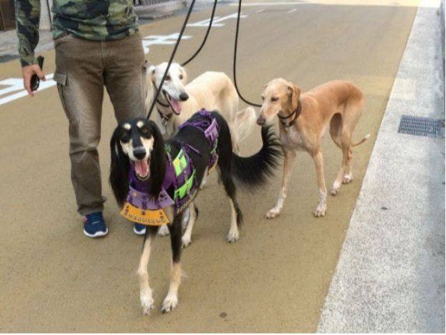 わんこ武将とおさんぽしよう 江戸時代からの町並みが続く倉吉でかっこよくて可愛いわんこ武将とおさんぽ お写真を撮ろう ペットのおみやげ かんだや じゃらん遊び体験 わんこ武将とおさんぽしよう 江戸時代からの町並みが続く倉吉でかっこよくて可愛いわんこ武将とおさんぽ お写真を撮ろう ペットのおみやげ かんだや じゃらん遊び体験