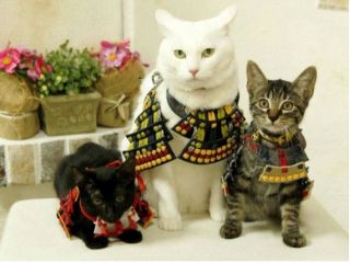 凛々しいにゃんこ武将たち