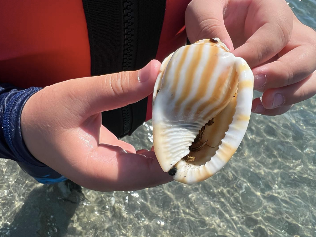 l̃r[`ɃJbNŏ㗤IC̐ƒǂȂ낤I