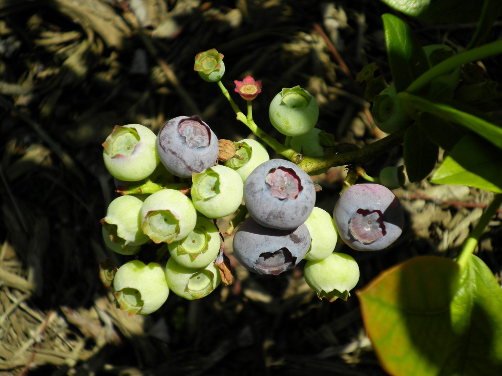 u[x[₷ł́AŏoĂ̊nu[x[30HוI