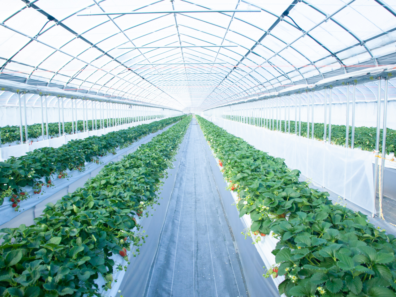 ���[�����L���A���ݍ͔|�Ȃ̂ō������܂Ȃ��Ă��y���߂܂��I