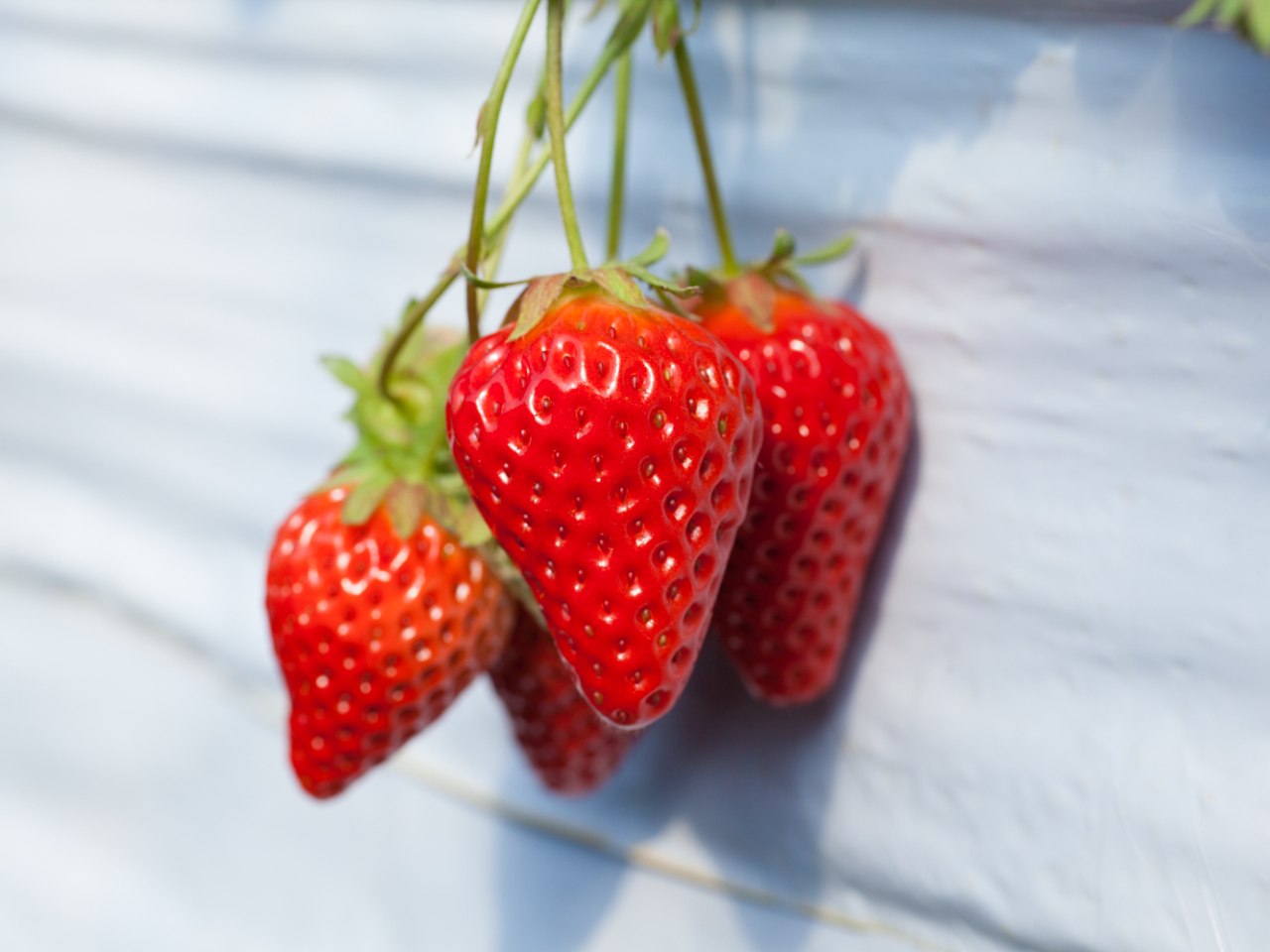 �݂��݂������g�ق��؁I