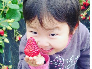 八千代市 いちご狩り コロナ対策でハウス1棟1組貸切 30分食べ放題 笑顔溢れるいちご園でいちご狩り さっちゃんのいちご園 じゃらん遊び体験 八千代市 いちご狩り コロナ対策でハウス1棟1組貸切 30分食べ放題 笑顔溢れるいちご園でいちご狩り さっちゃんのいちご園 じゃらん遊び体験