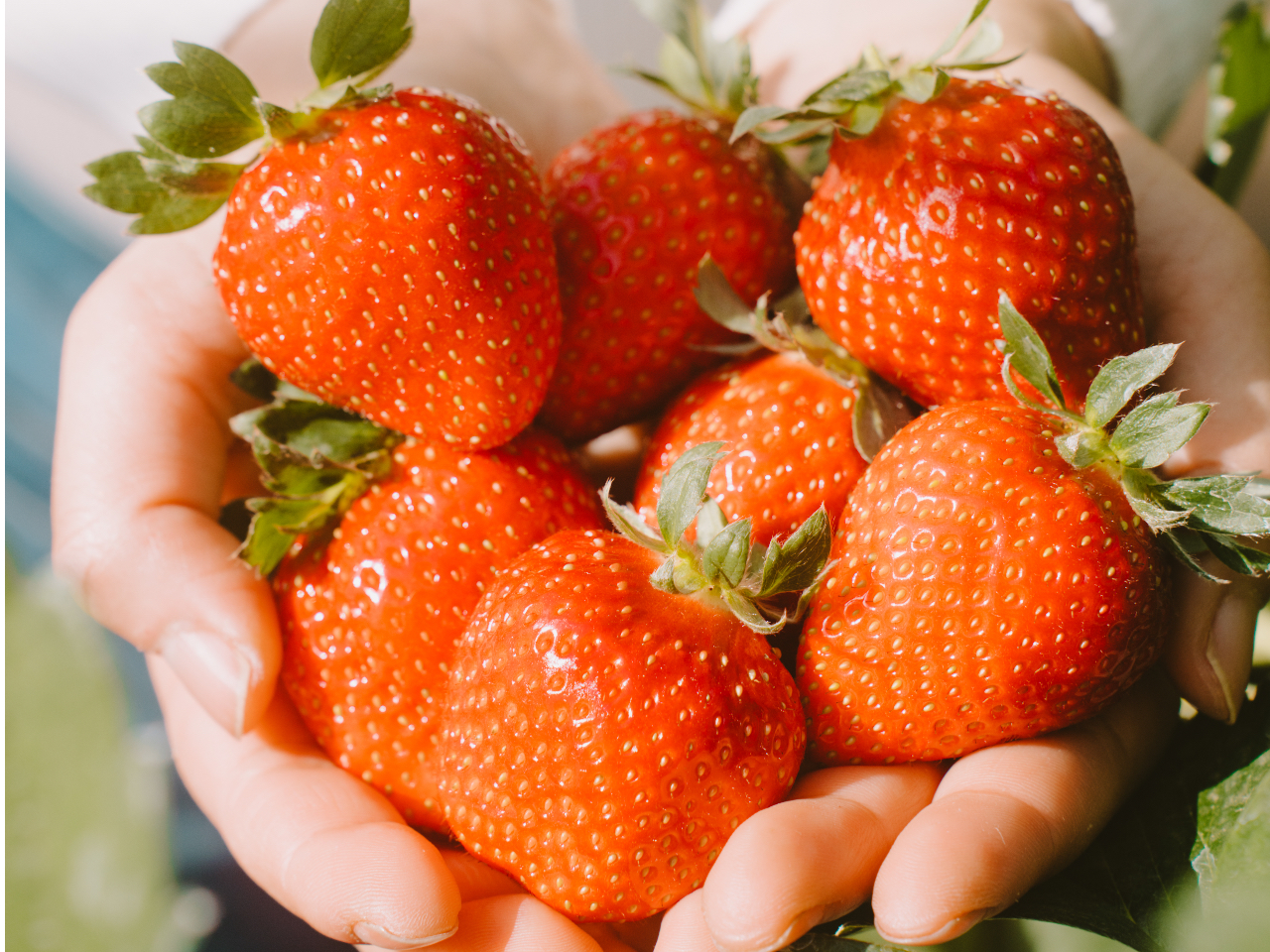 八千代市・いちご狩り】高設栽培いちご狩り30分食べ放題☆小さな直売所