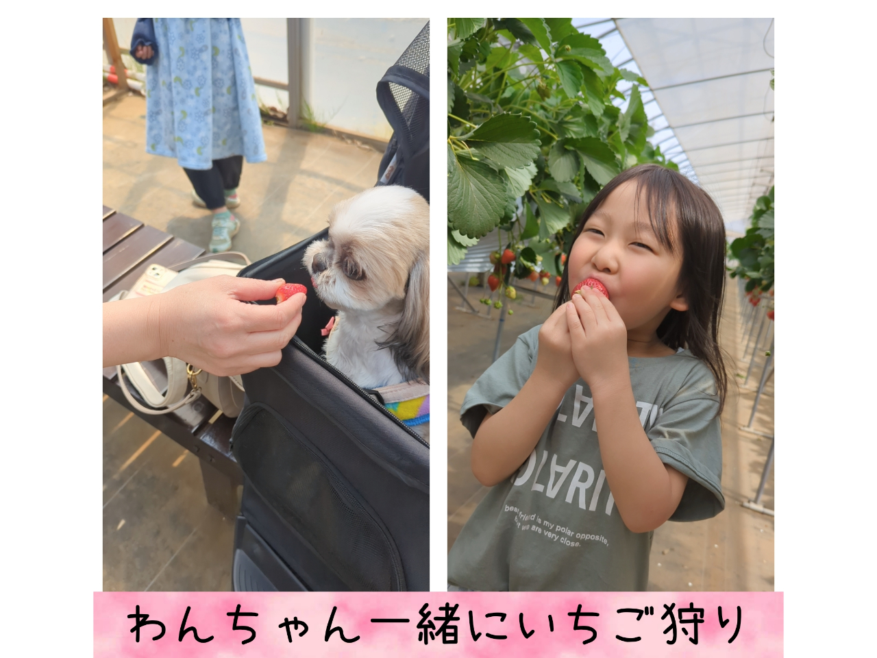 わんちゃん同伴可能プラン♪【八千代市・いちご狩り】高設栽培いちご狩り30分食べ放...