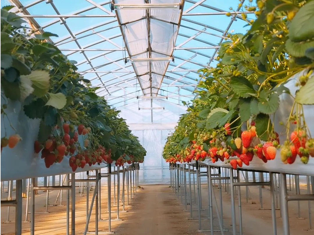 【八千代市・いちご狩り】高設栽培いちご狩り30分食べ放題♪♪小さな直売所ならでわ...