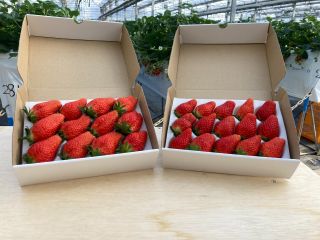 いちごの土産(数に限り有り)