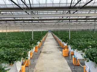 換気バッチリ!広いハウス内