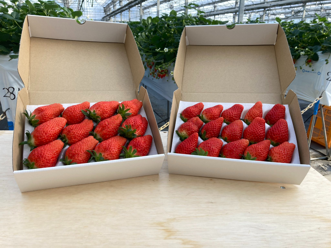 �������̓y�Y(���Ɍ���L��)