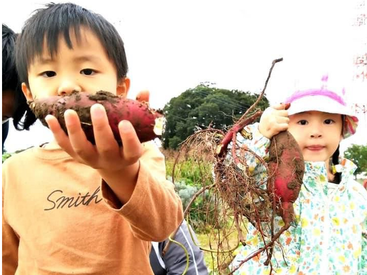 【10月~11月中旬】 サツマイモや里芋の収穫体験