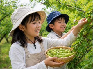 小梅(青梅)