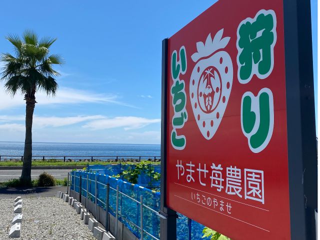 3 18 4 6予約分 いちご狩り2品種食べ比べ60分 あきひめと紅ほっぺ あきひめときらぴか から やませイチゴ農園 じゃらん遊び体験 3 18 4 6予約分 いちご狩り2品種食べ比べ60分 あきひめと紅ほっぺ あきひめときらぴか から やませイチゴ農園 じゃらん遊び体験