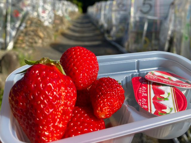 3 18 4 6予約分 いちご狩り2品種食べ比べ60分 あきひめと紅ほっぺ あきひめときらぴか から やませイチゴ農園 じゃらん遊び体験 3 18 4 6予約分 いちご狩り2品種食べ比べ60分 あきひめと紅ほっぺ あきひめときらぴか から やませイチゴ農園 じゃらん遊び体験