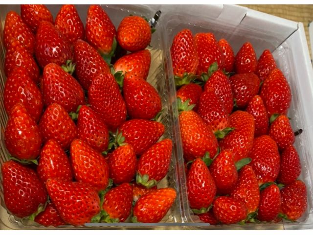 3 18 4 6予約分 いちご狩り2品種食べ比べ60分 あきひめと紅ほっぺ あきひめときらぴか から やませイチゴ農園 じゃらん遊び体験 3 18 4 6予約分 いちご狩り2品種食べ比べ60分 あきひめと紅ほっぺ あきひめときらぴか から やませイチゴ農園 じゃらん遊び体験