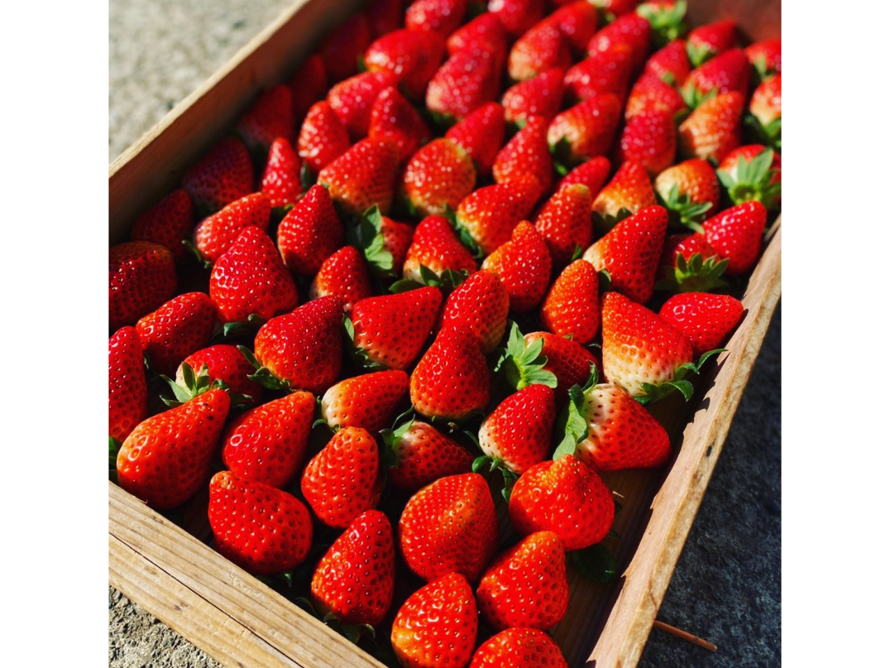 Âđ傫䕂񂲗pӂĂ܂I