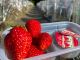 真っ赤ないちご食べ比べをご堪能ください!