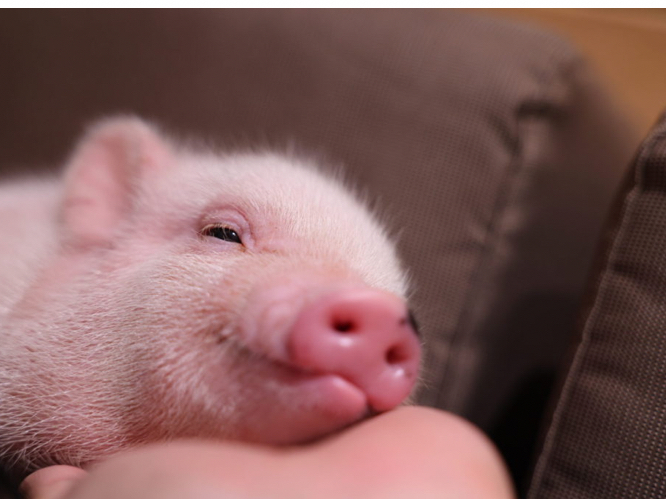 pig񂽂͂qlD݂Ȃ܂̂z҂Ă܂B