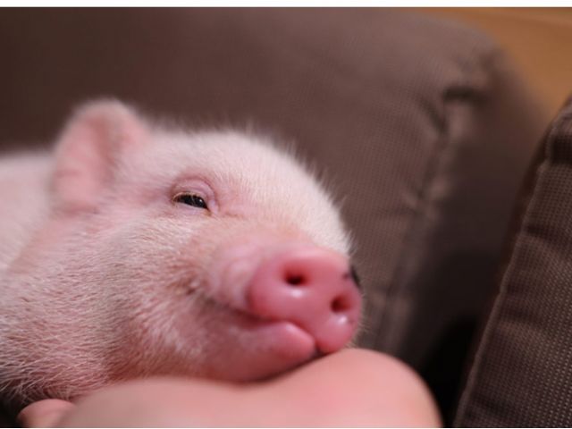 pigちゃんたちはお客様が大好き♪みなさまのお越しをお待ちしております。