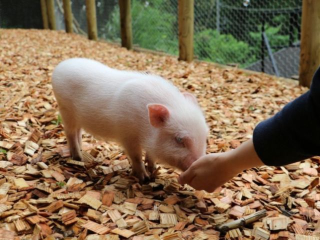 カフェエリアと牧場エリアにて、可愛いマイクロピッグちゃんと触れ合っていただけます。